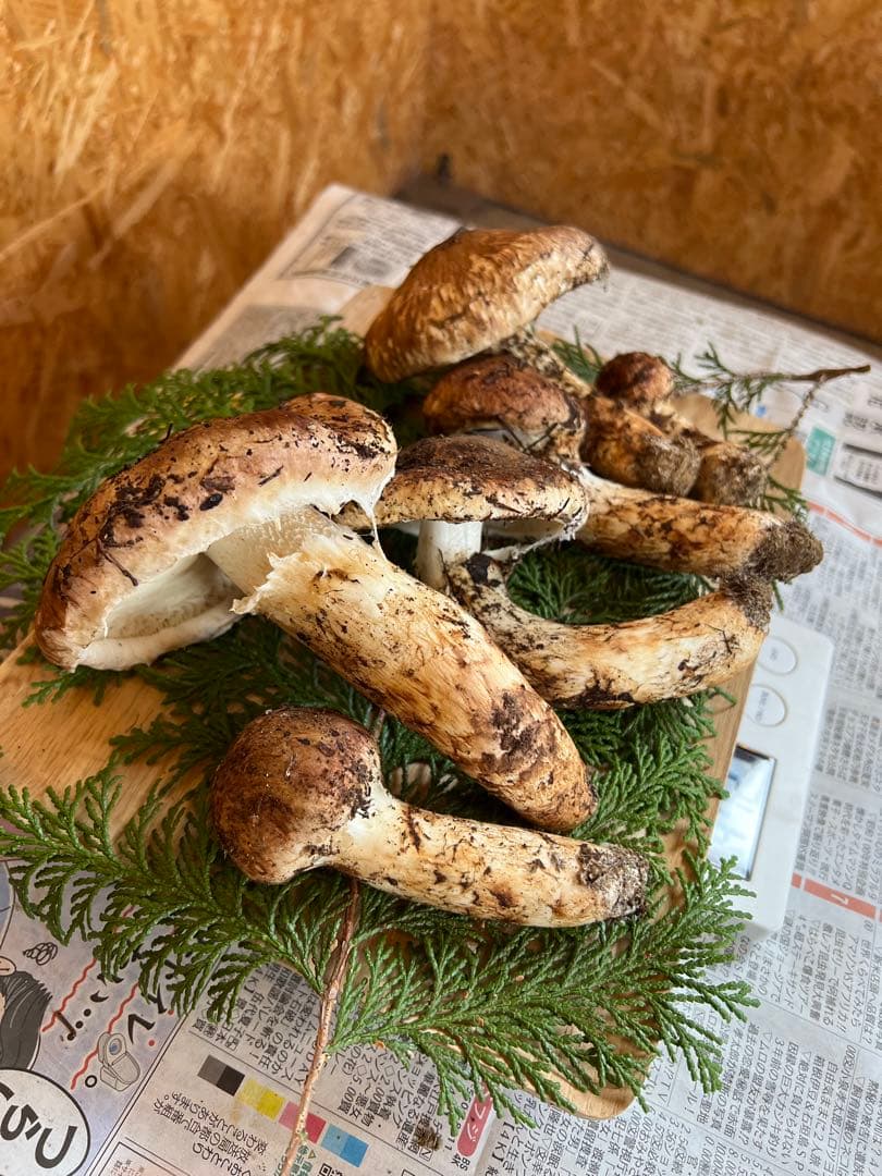 10月18日　信州産　長野県産　松茸　472g 6本　辰野産