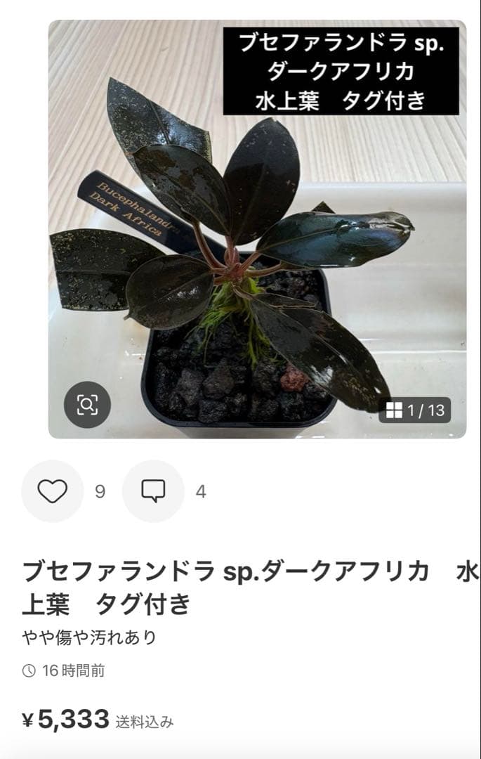 【きえぴ】ブセファランドラ 3種　水上葉　タグ付き