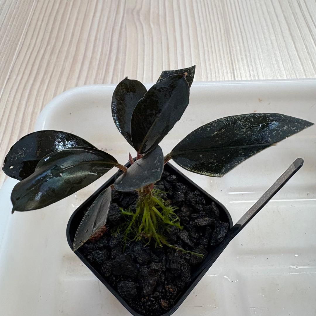 【きえぴ】ブセファランドラ 3種　水上葉　タグ付き