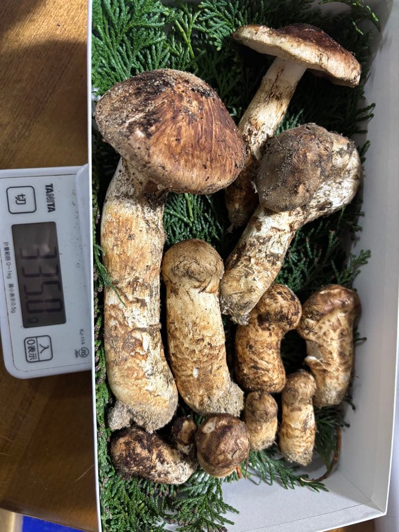 南信州産　松茸