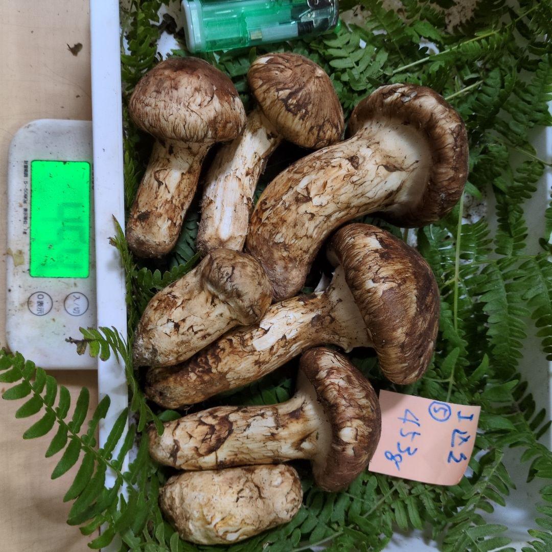 和歌山松茸　新鮮朝市　込み込み　453㌘