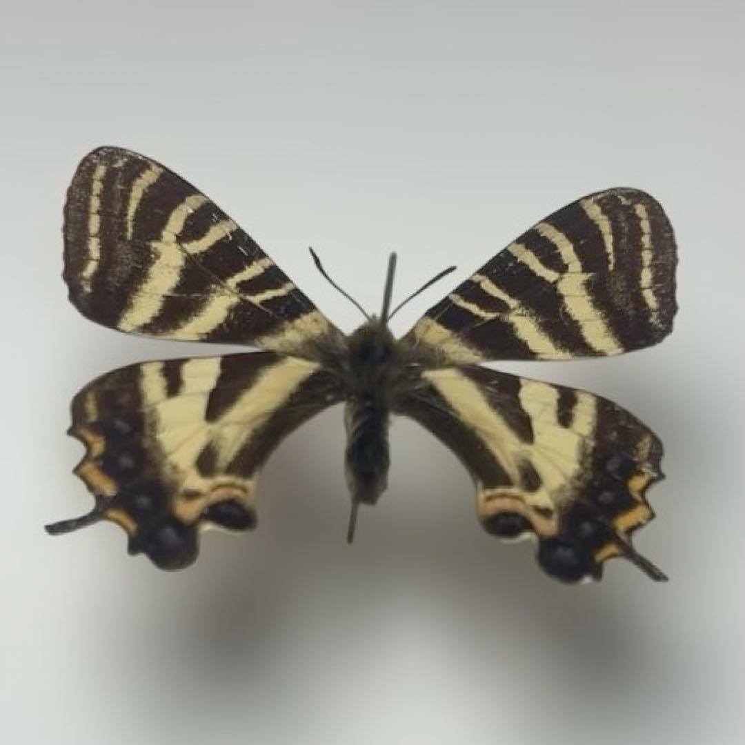 ギフチョウ　絶滅産地　希少品