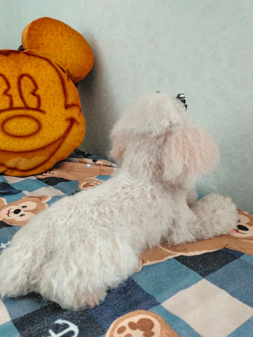 里親様募集♡送料込み。アプリコットちゃん。トップノット。