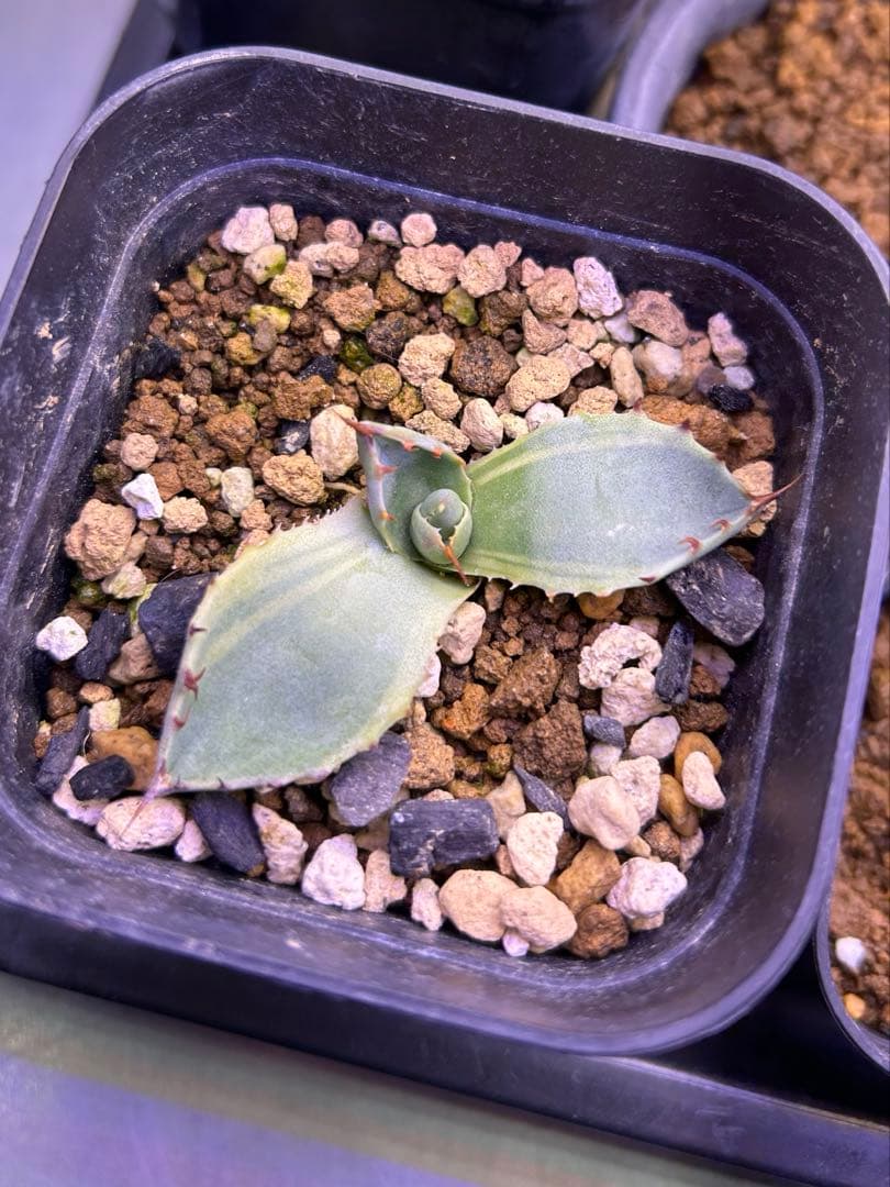 パリー　ラッキーストライプ　吉祥天　斑入り　錦　　　アガベ　ドライガーデン