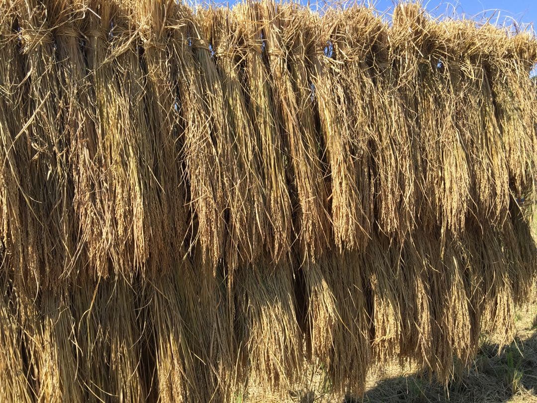 ⭐︎モモンガ⭐︎令和7年産農家力作⭐︎新潟とちおのコシヒカリ玄米風袋込25kg位