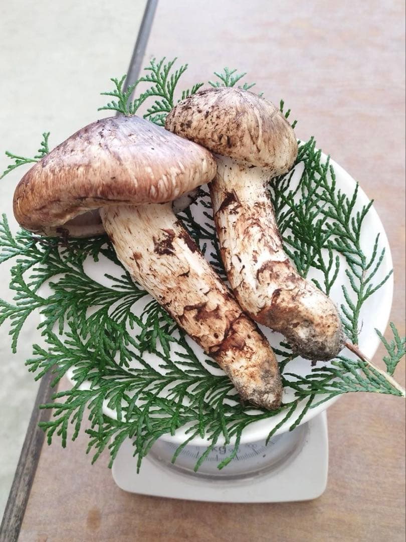 【10/28採取】広島県産 松茸 2本 国産