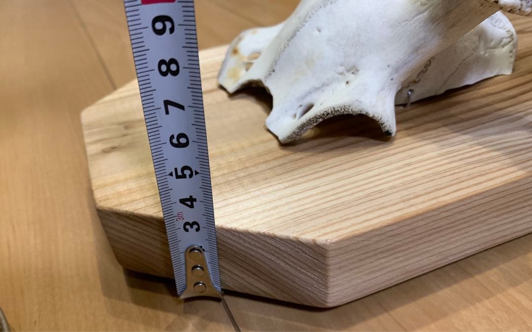 ハンティングトロフィー　丹羽篠山産　鹿の角　大幅値下げ！日本鹿　スカル　即日発送