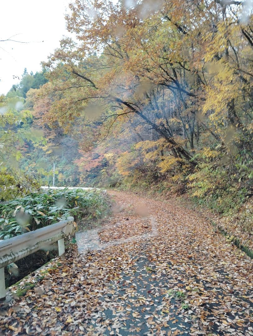 生　きのこ　8kg