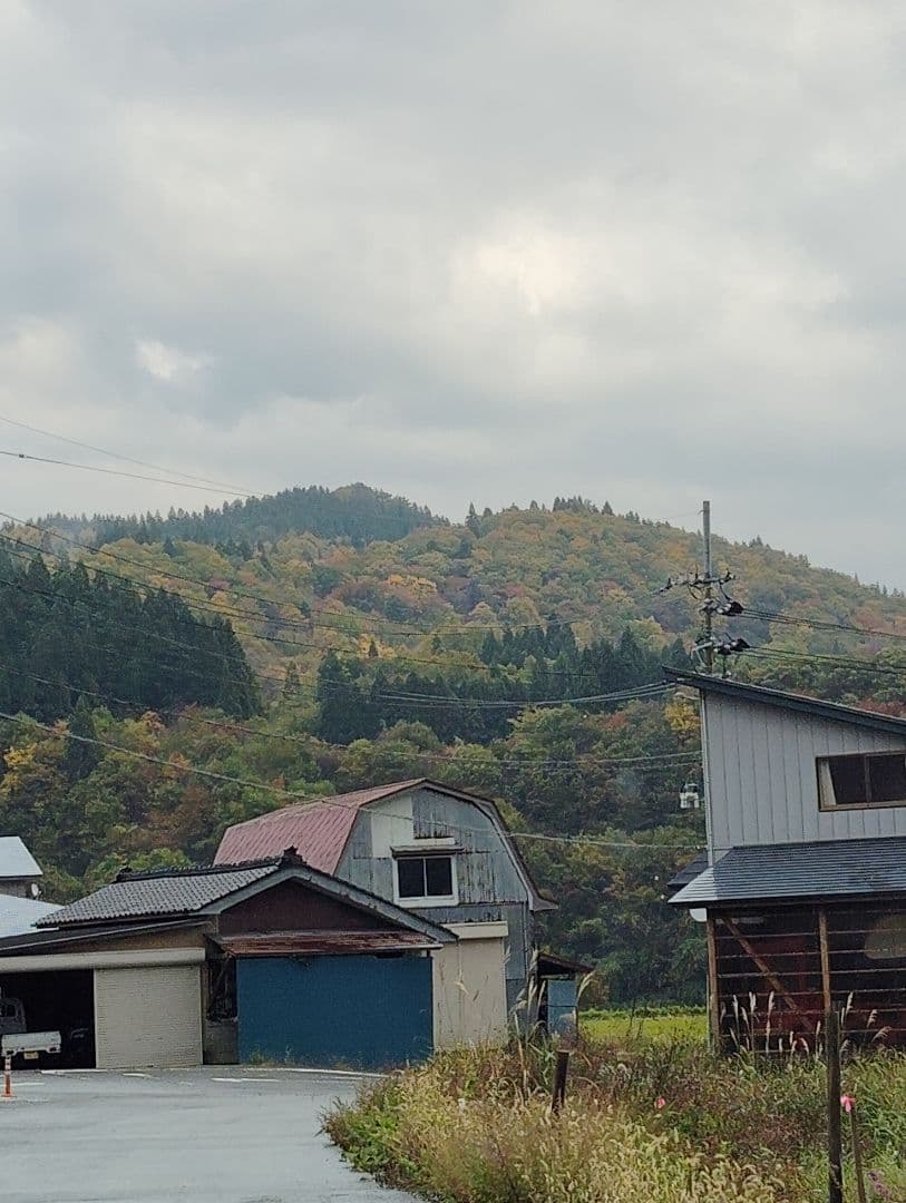 生　きのこ　8kg