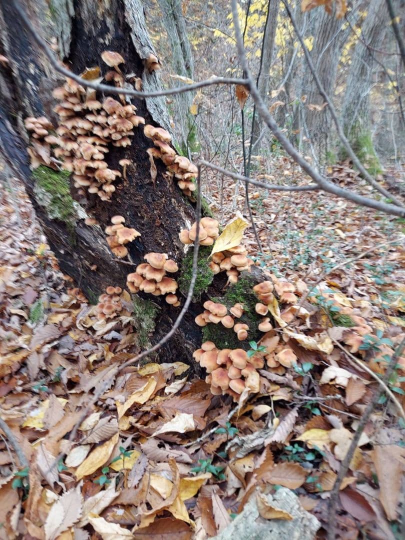 生　きのこ　8kg