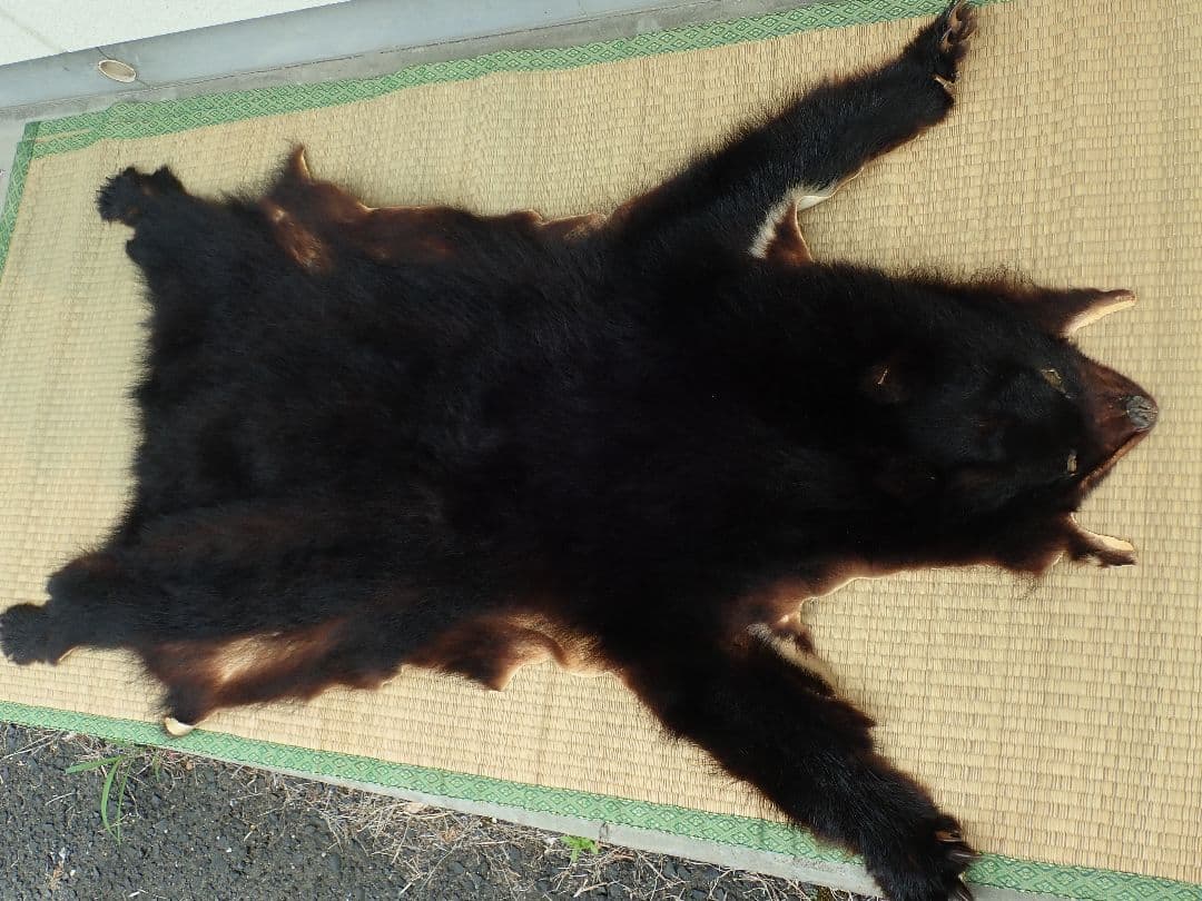 ツキノワグマ　毛皮