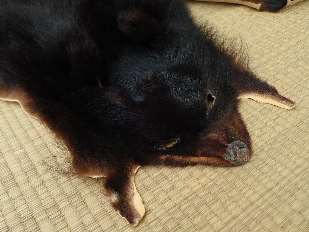 ツキノワグマ　毛皮