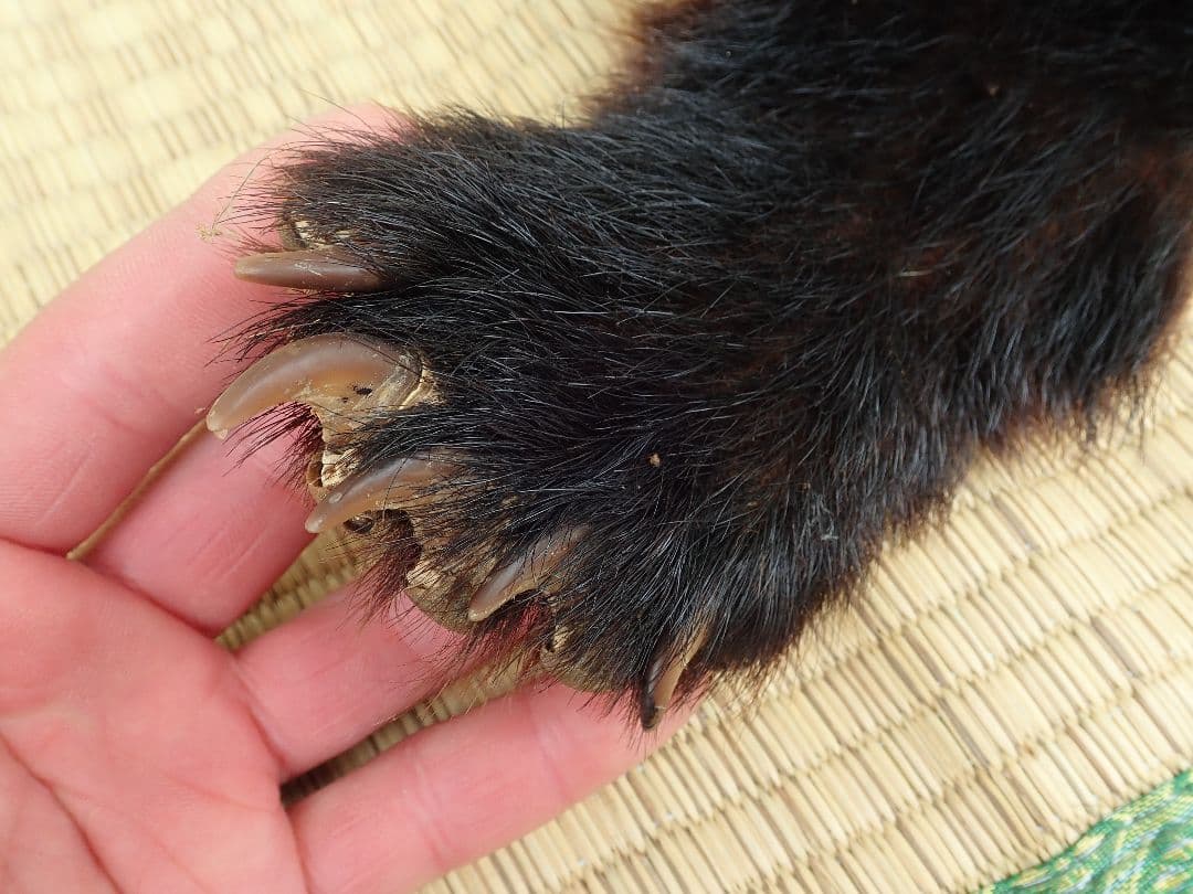 ツキノワグマ　毛皮