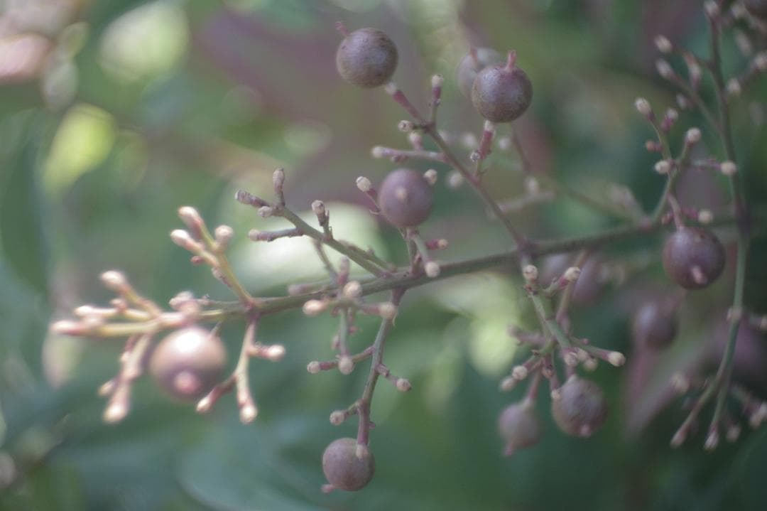 レンズ(単焦点) 037_Hugo Meyer Kino Plasmat 12.5mm f1.5