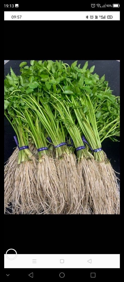 Kantoraさん。専用です。20束