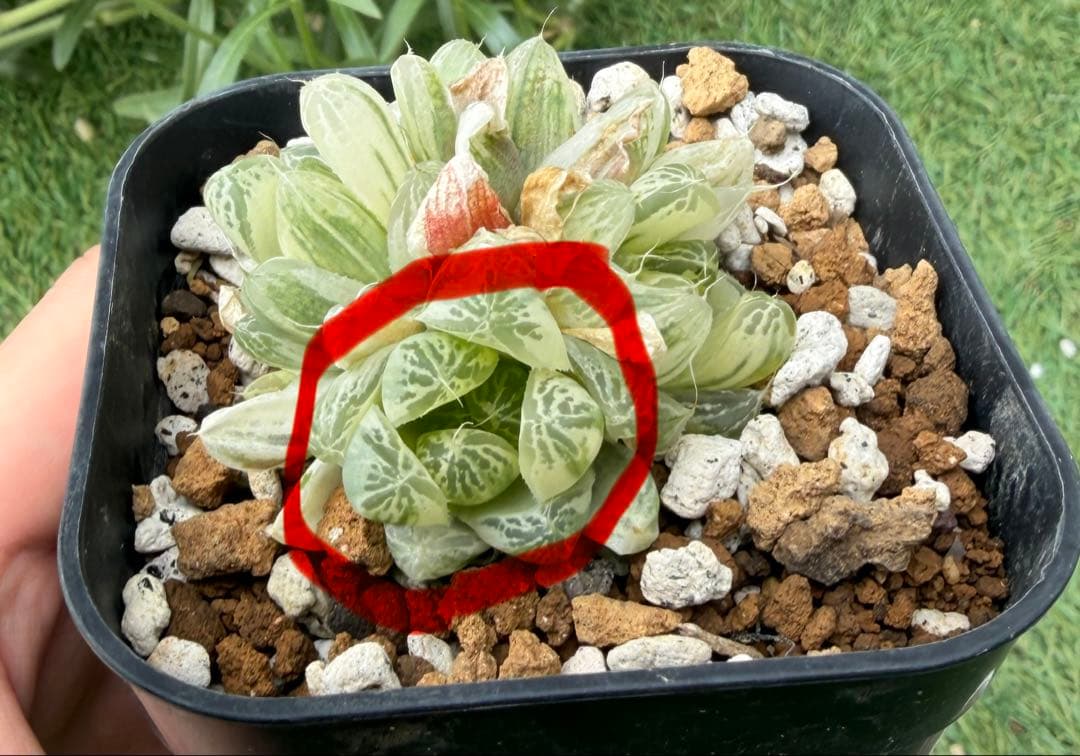 専用 多肉植物 ハオルチア 白銀の露 1頭分①