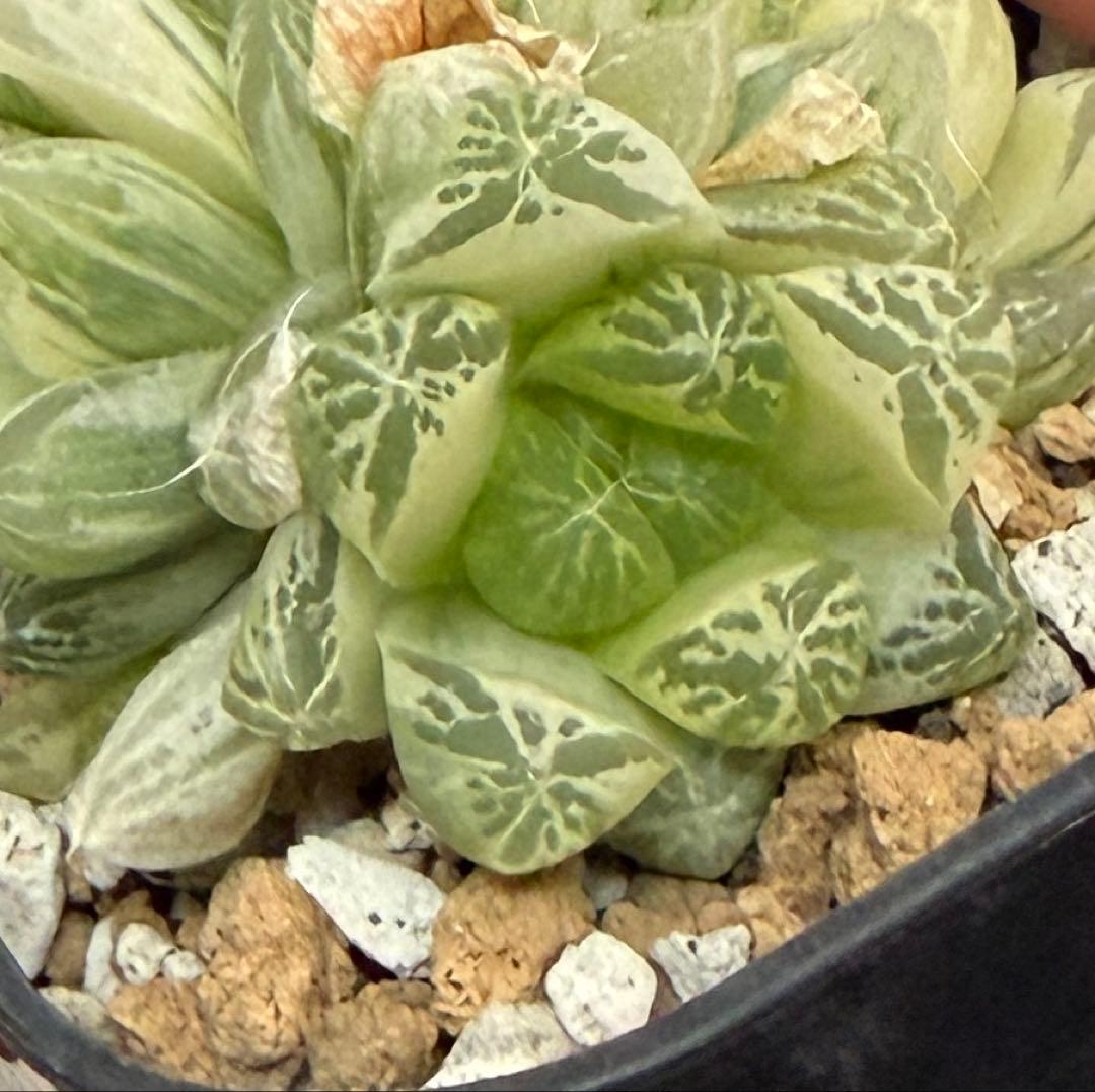 専用 多肉植物 ハオルチア 白銀の露 1頭分①