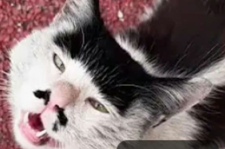 【新品未開封品 IIJmio限定モデル】arrows We2 Plus M06