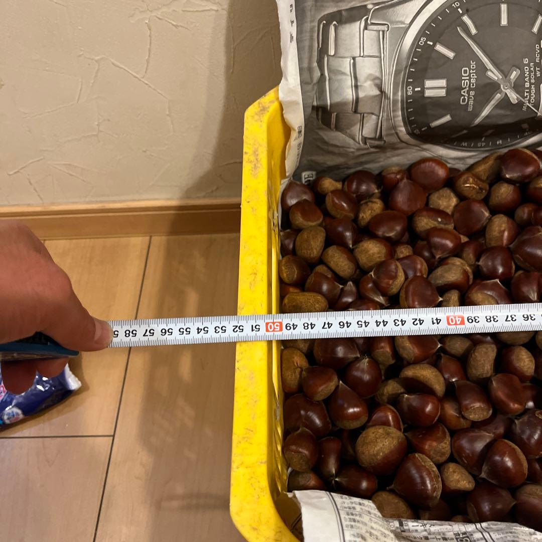 栗　サイズランダム