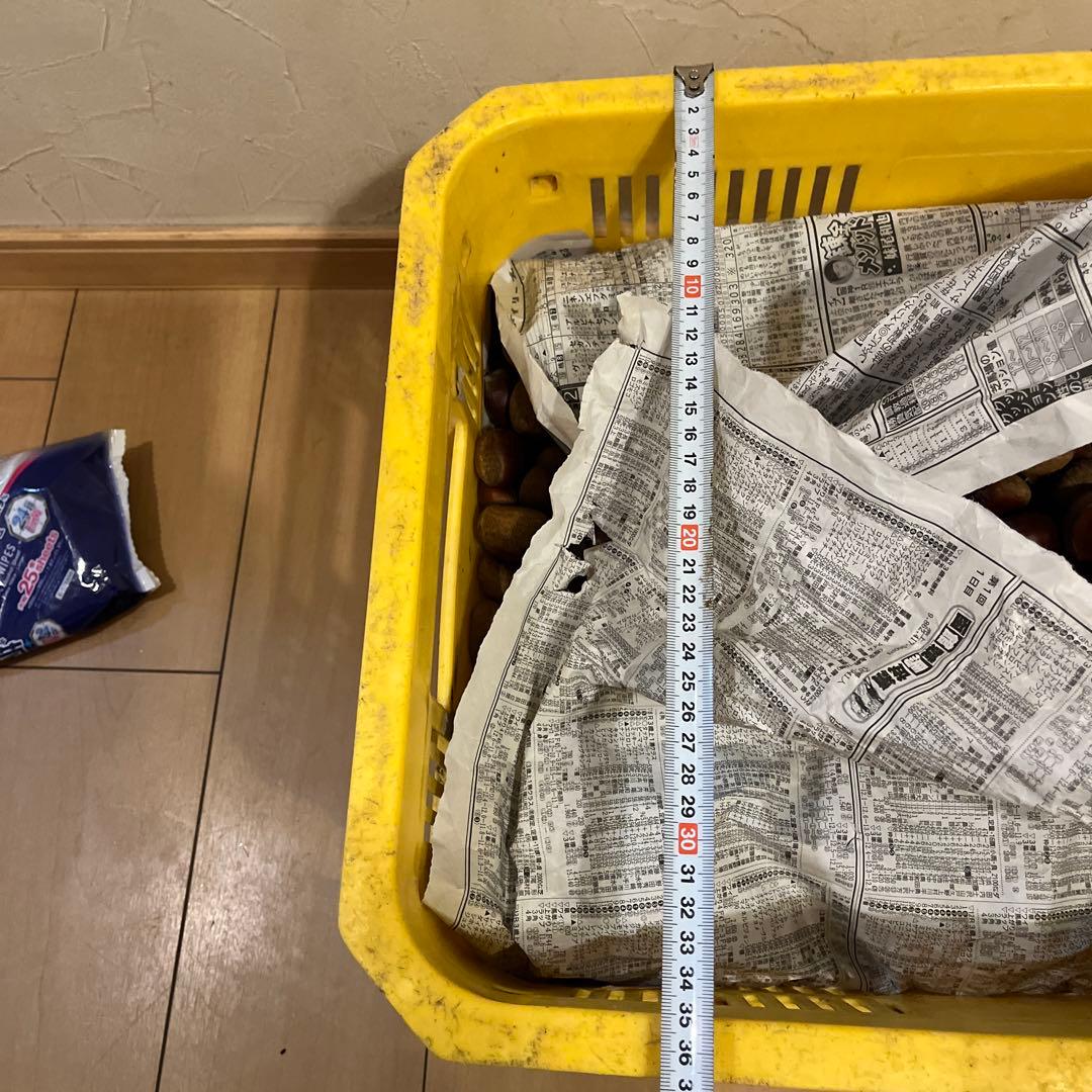 栗　サイズランダム