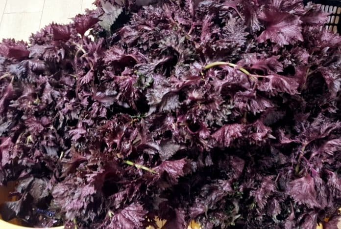 えぐちゃんページ 2kg