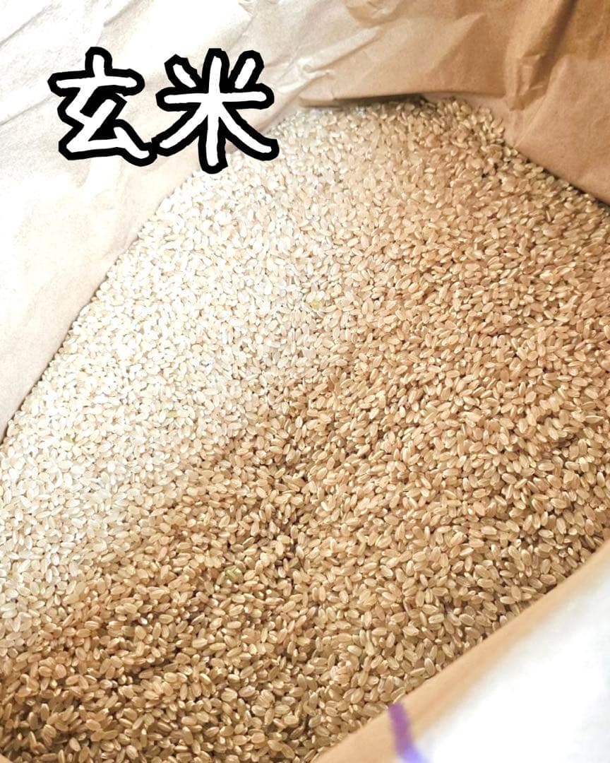 ★数量限定★ 令和7年度産　山形県産 はえぬき　30キロ 玄米 お米