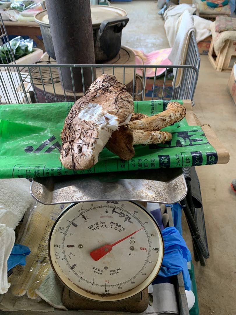 【本日発送】　国産　岩手県産　松茸