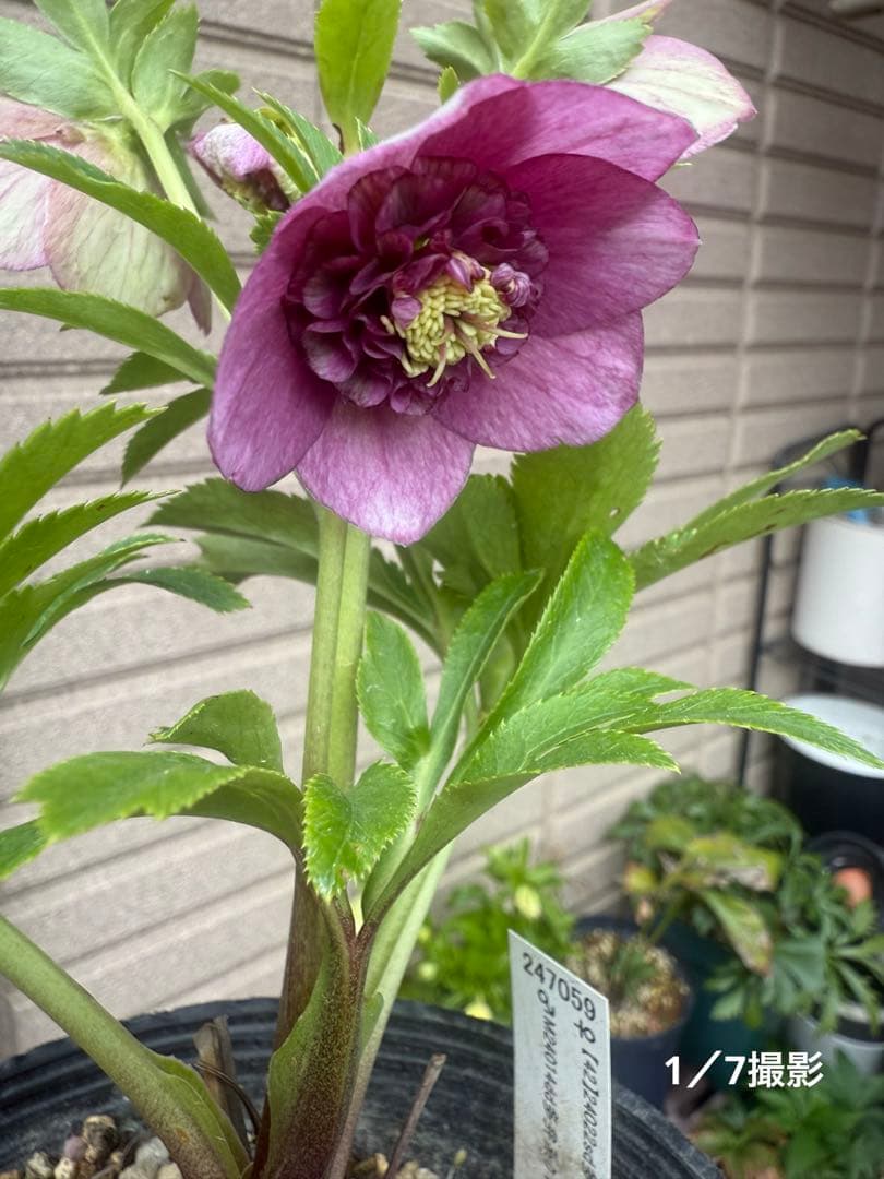 【未株分】加藤農園 クリスマスローズ 認定モーリー