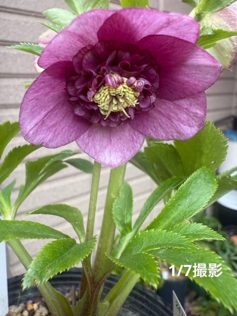 【未株分】加藤農園 クリスマスローズ 認定モーリー