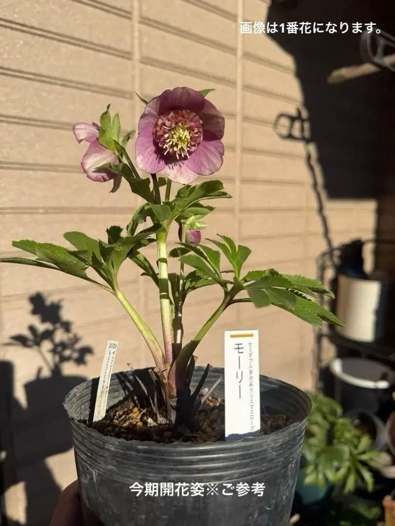 【未株分】加藤農園 クリスマスローズ 認定モーリー