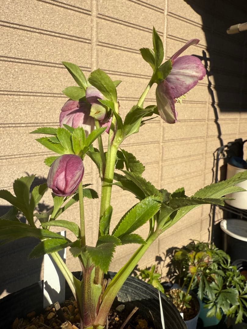 【未株分】加藤農園 クリスマスローズ 認定モーリー