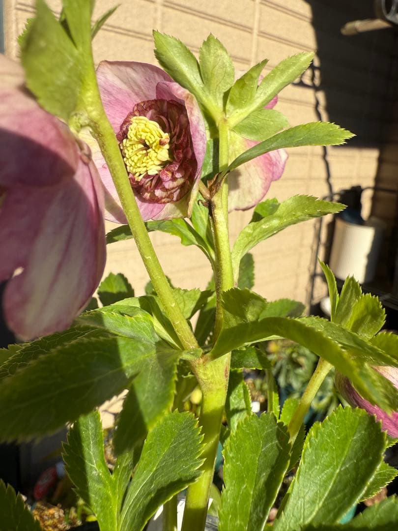 【未株分】加藤農園 クリスマスローズ 認定モーリー