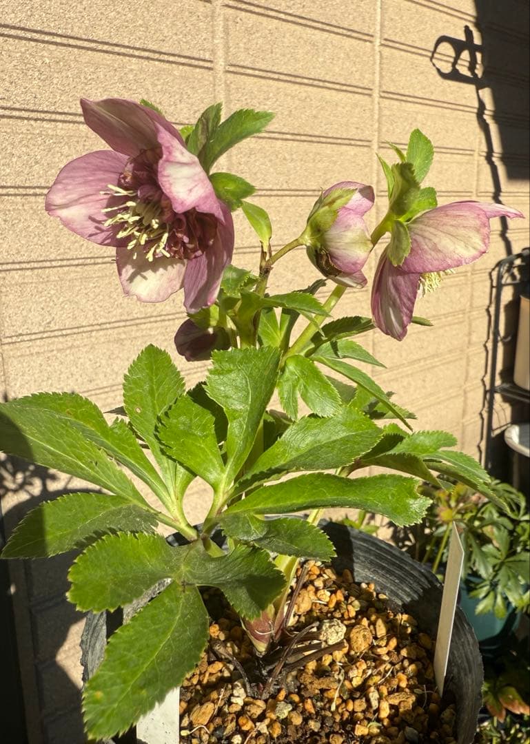 【未株分】加藤農園 クリスマスローズ 認定モーリー