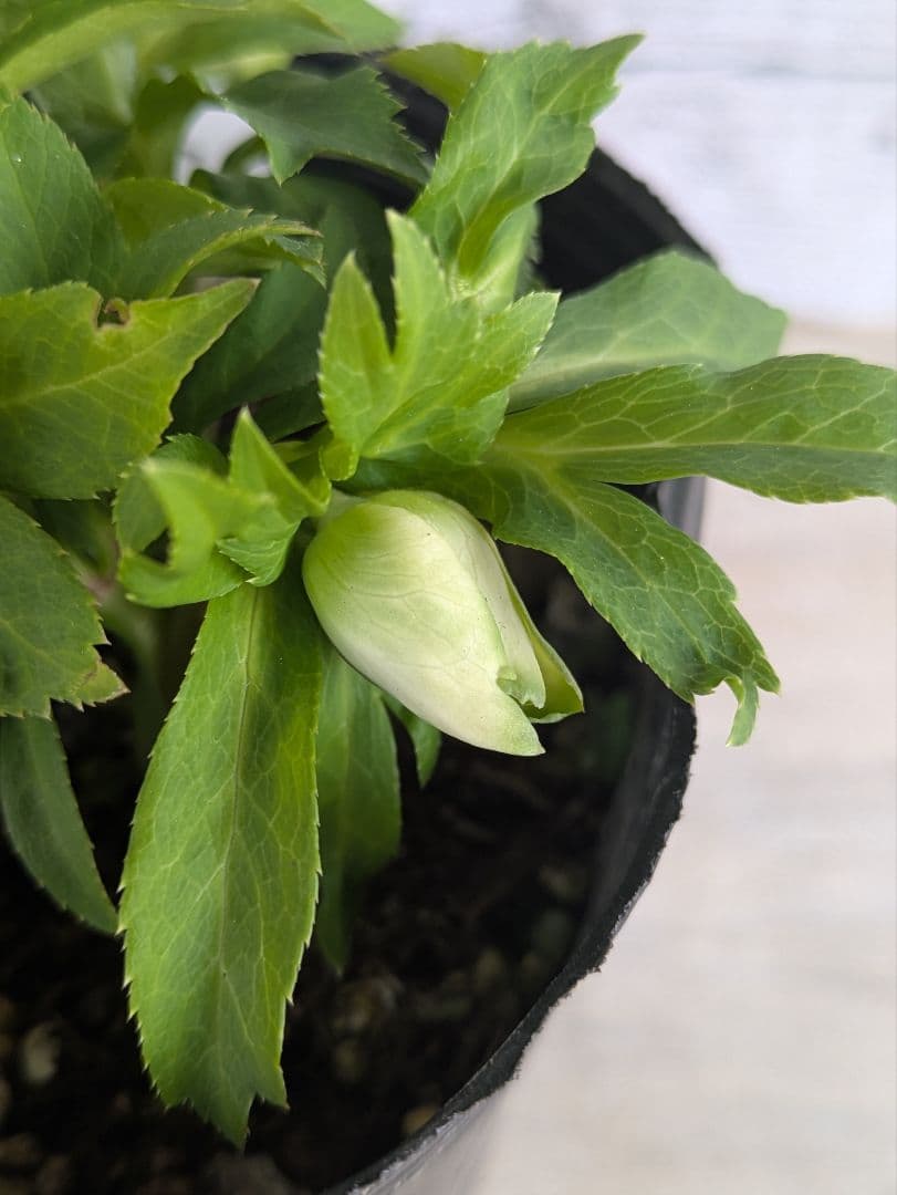 【現品・ポットまま発送】超希少　曽田園芸クリスマスローズ 利休②