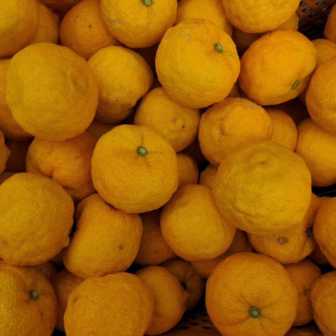 完熟本柚子（美品）１５kg。鍋料理、ポン酢、柚子胡椒、ジャム、柚子茶、酒、焼酎