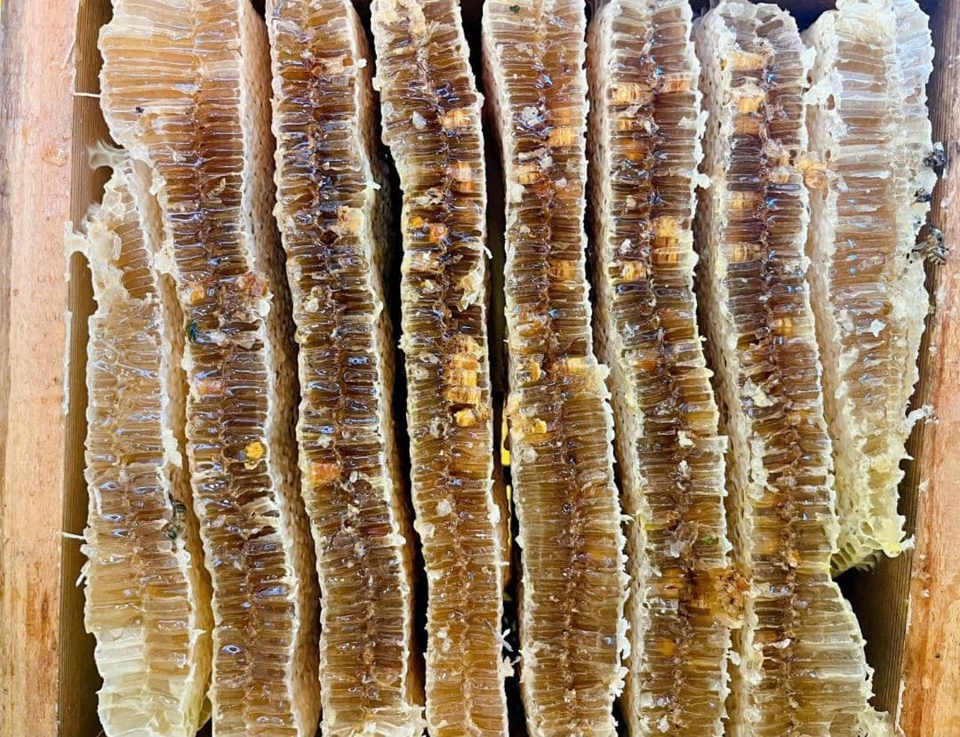 天然熟成2年　希少　日本ミツバチ 国産天然はちみつ100%600g(Y1Y2箱)