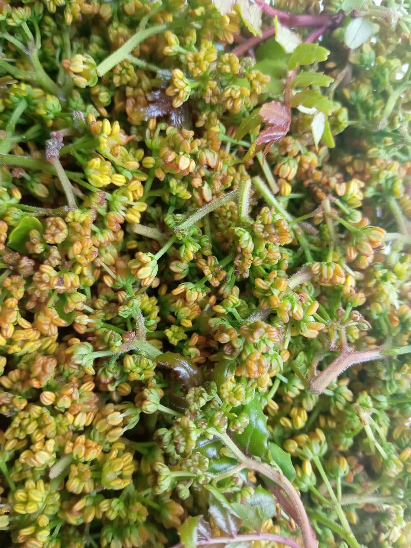 花山椒　200g　 大分県産