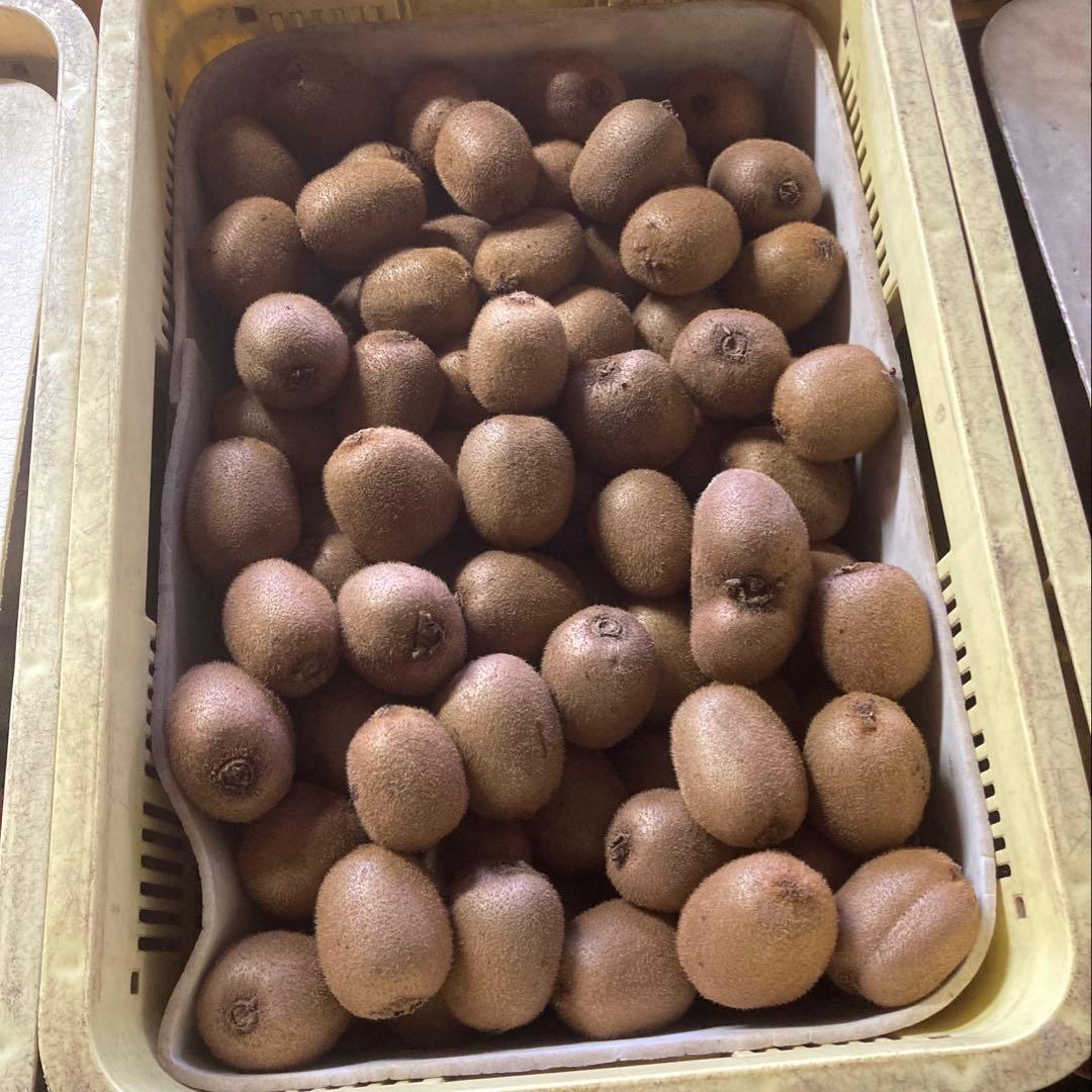 オーダー専用‼️ 14kg入り!! ５千円‼️ キウイフルーツお得箱‼️