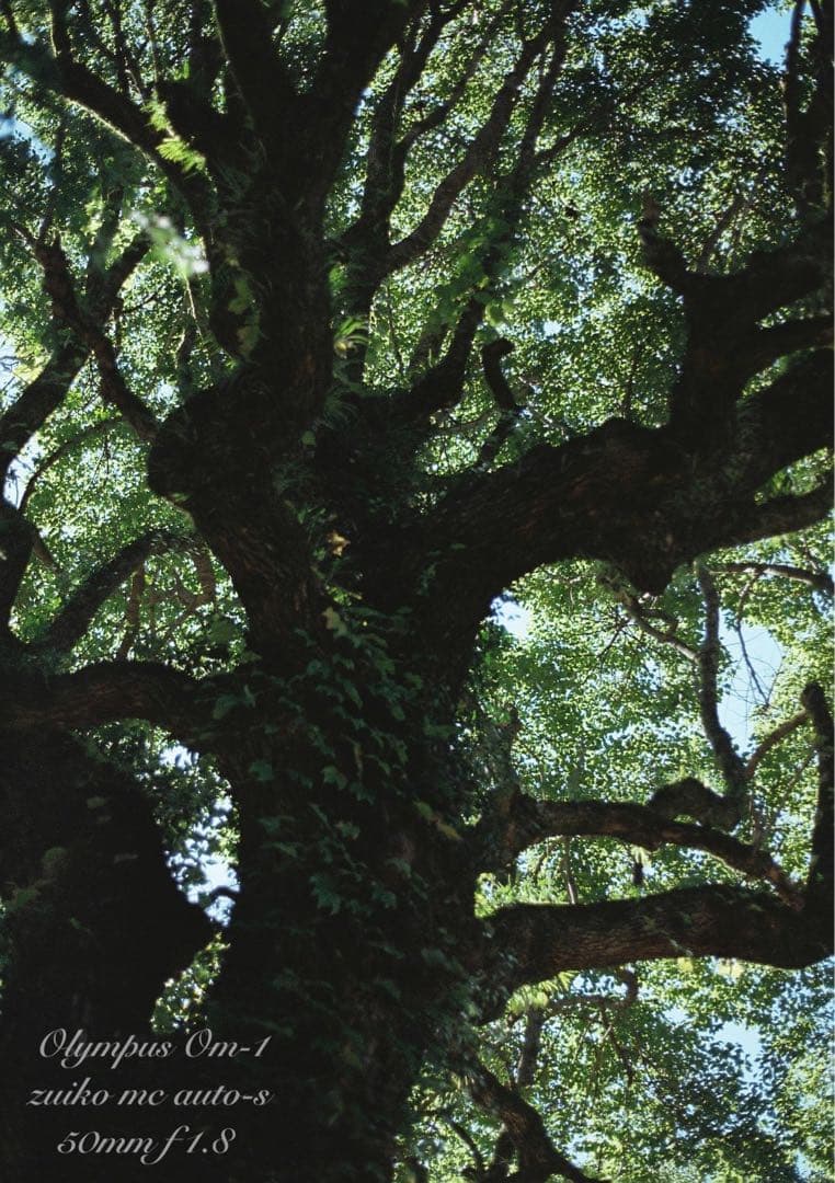 ★超美品！完動品★OLYMPUS OM-1（ブラック）作例多数★初期保証付き！