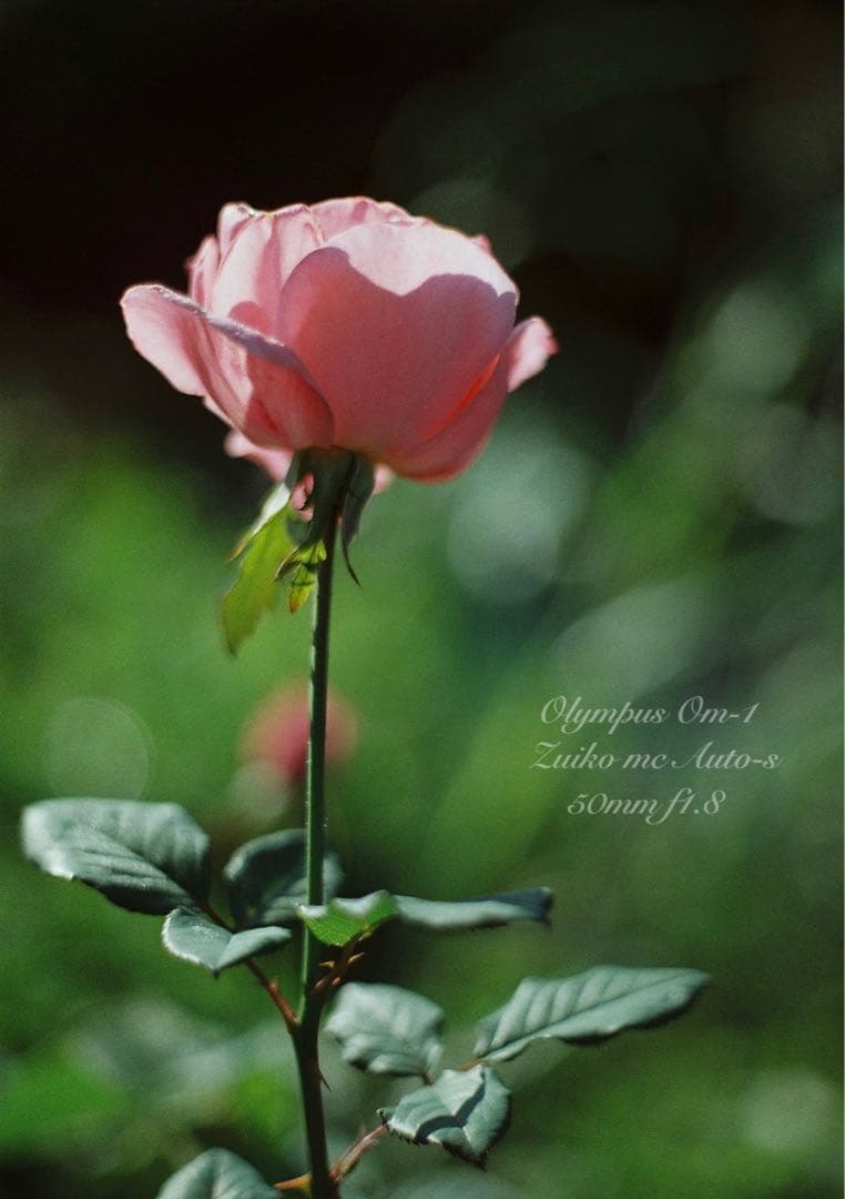 ★超美品！完動品★OLYMPUS OM-1（ブラック）作例多数★初期保証付き！