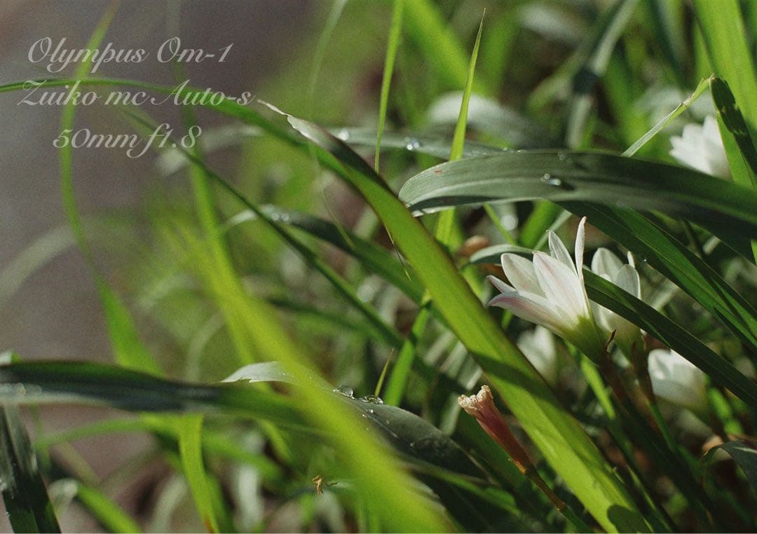 ★超美品！完動品★OLYMPUS OM-1（ブラック）作例多数★初期保証付き！