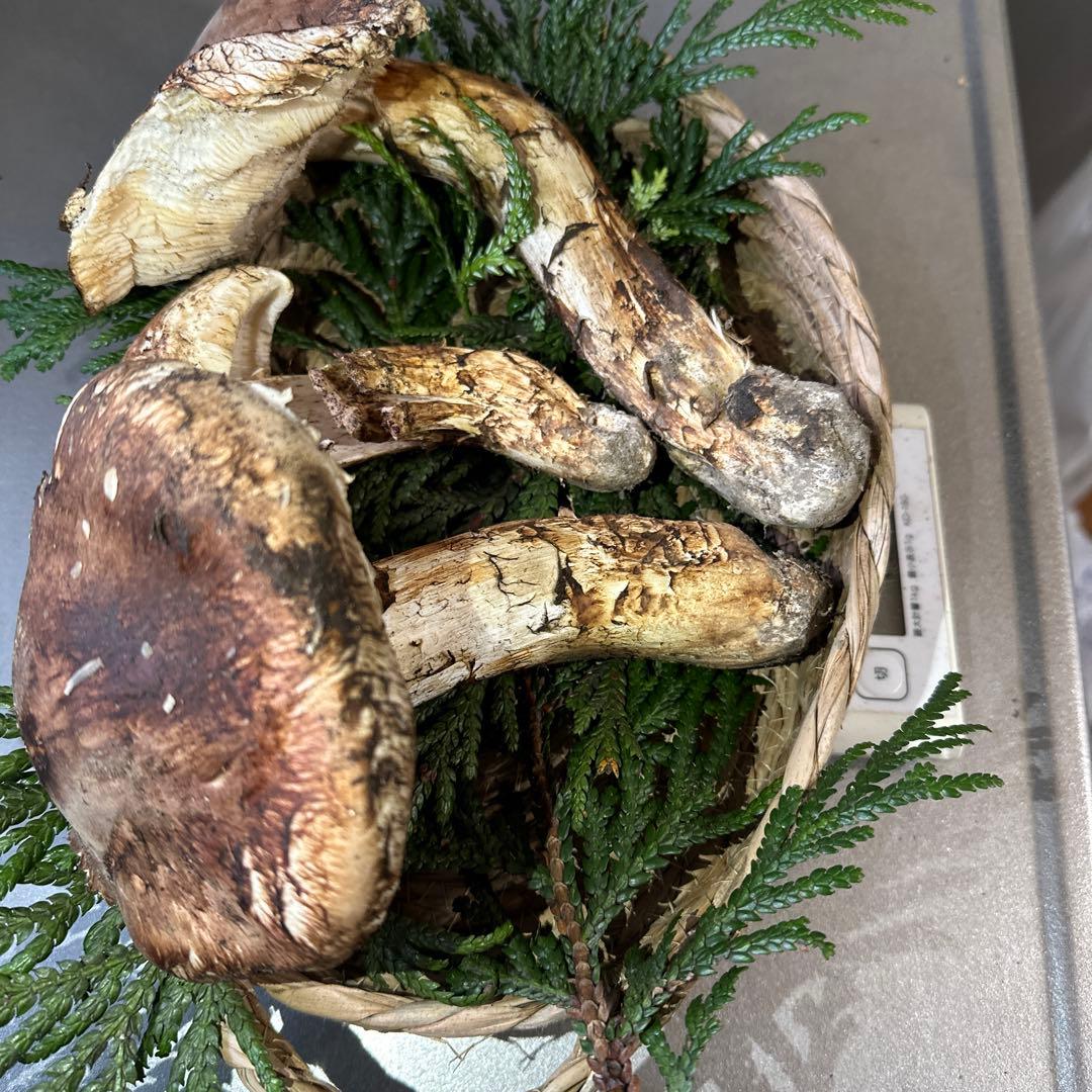 訳あり品‼️国産天然松茸‼️430g‼️