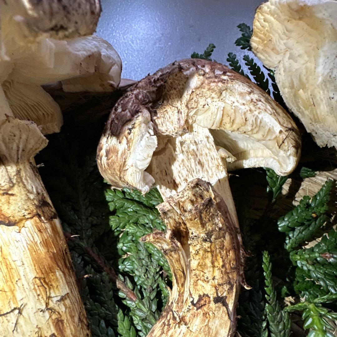 訳あり品‼️国産天然松茸‼️430g‼️