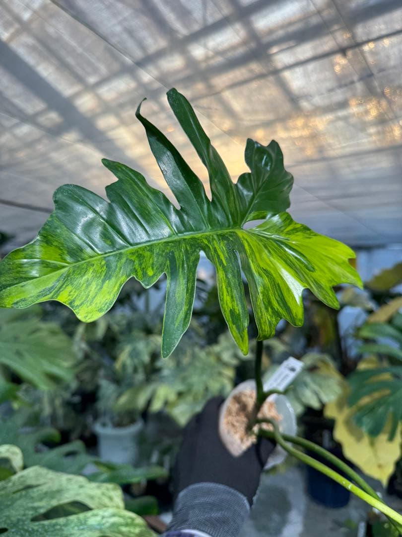 KN1 フィロデンドロン　キティナ　健康カット苗