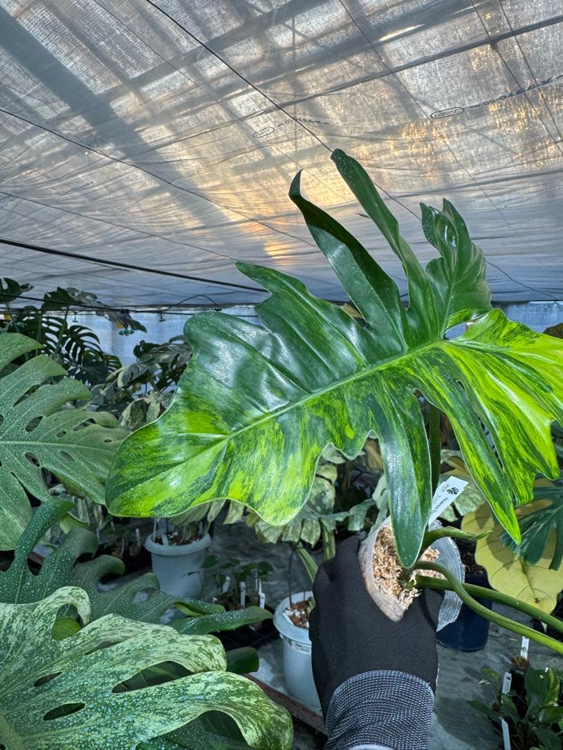 KN1 フィロデンドロン　キティナ　健康カット苗