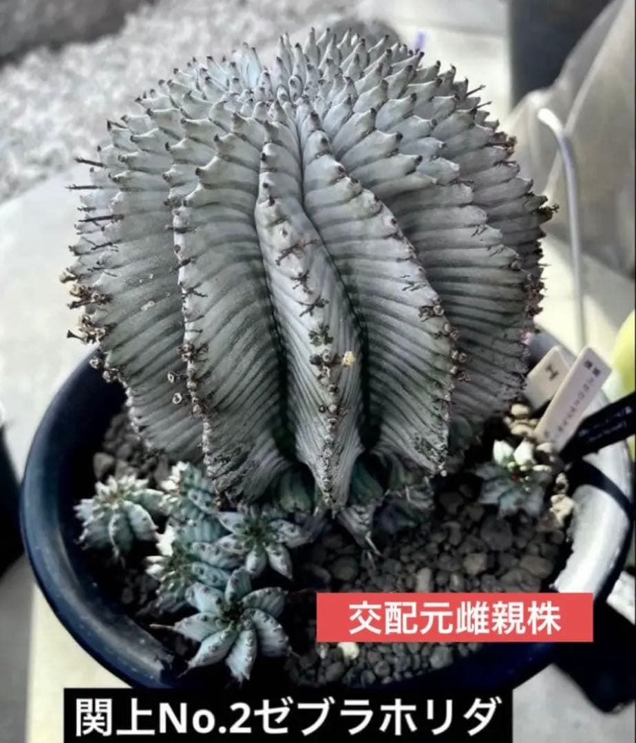 ユ*チ様 ユーフォルビアホリダ 関上No.2ゼブラホリダ×宇田ゼブラホリダ 純血