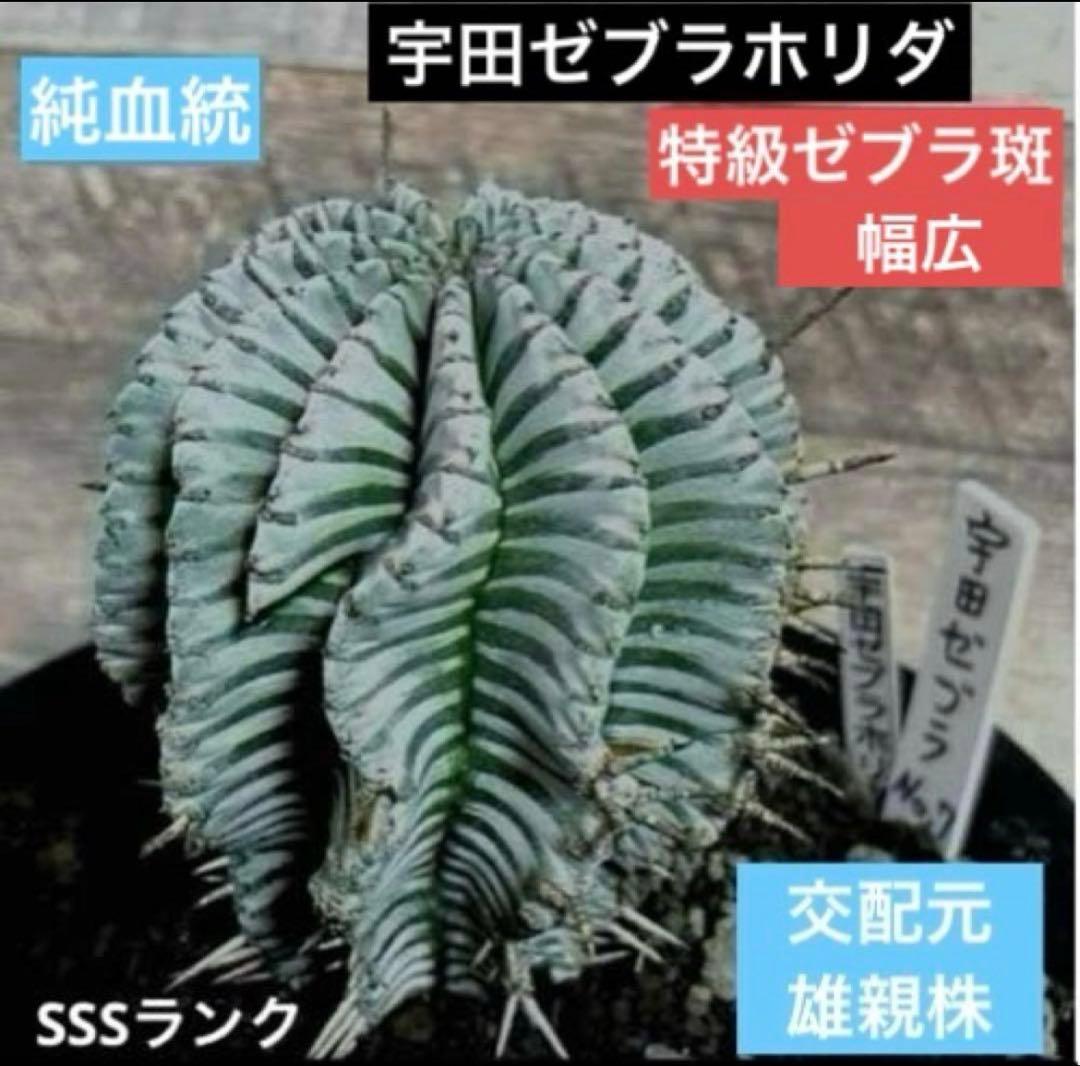 ユ*チ様 ユーフォルビアホリダ 関上No.2ゼブラホリダ×宇田ゼブラホリダ 純血