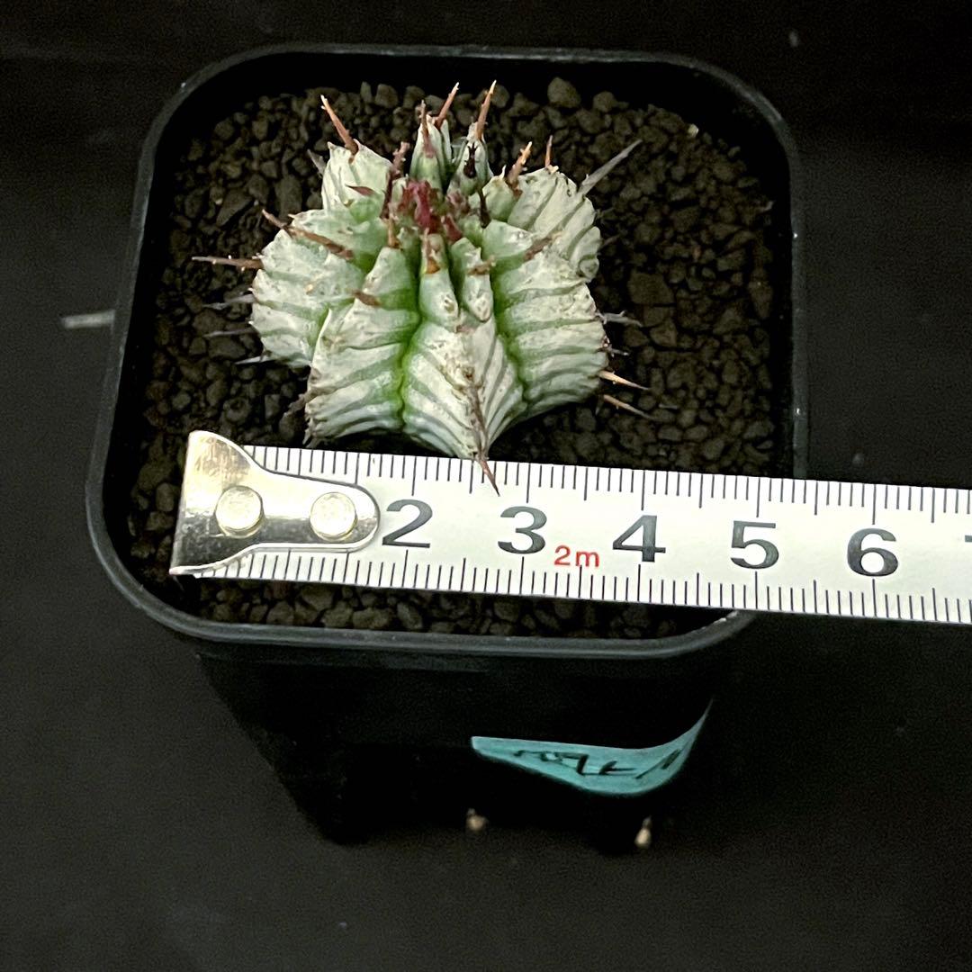 ユ*チ様 ユーフォルビアホリダ 関上No.2ゼブラホリダ×宇田ゼブラホリダ 純血