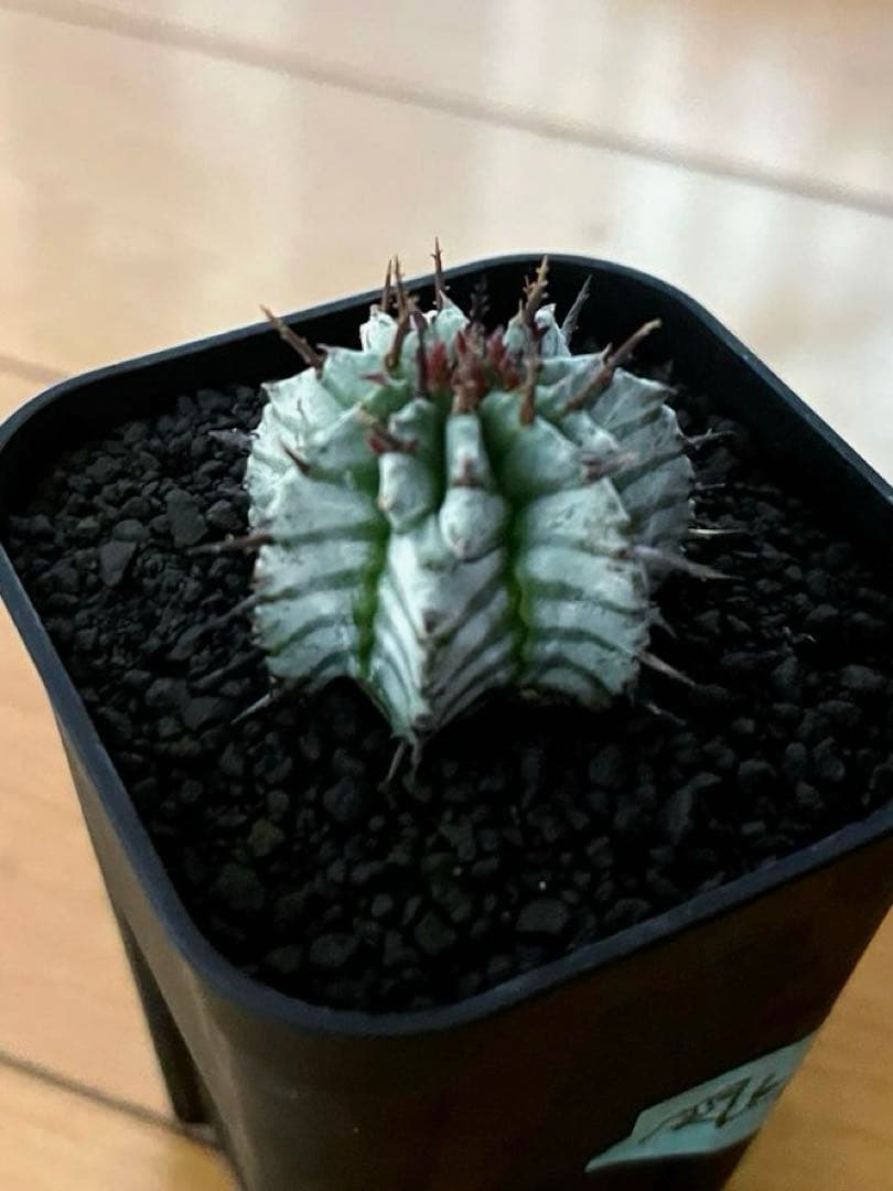 ユ*チ様 ユーフォルビアホリダ 関上No.2ゼブラホリダ×宇田ゼブラホリダ 純血