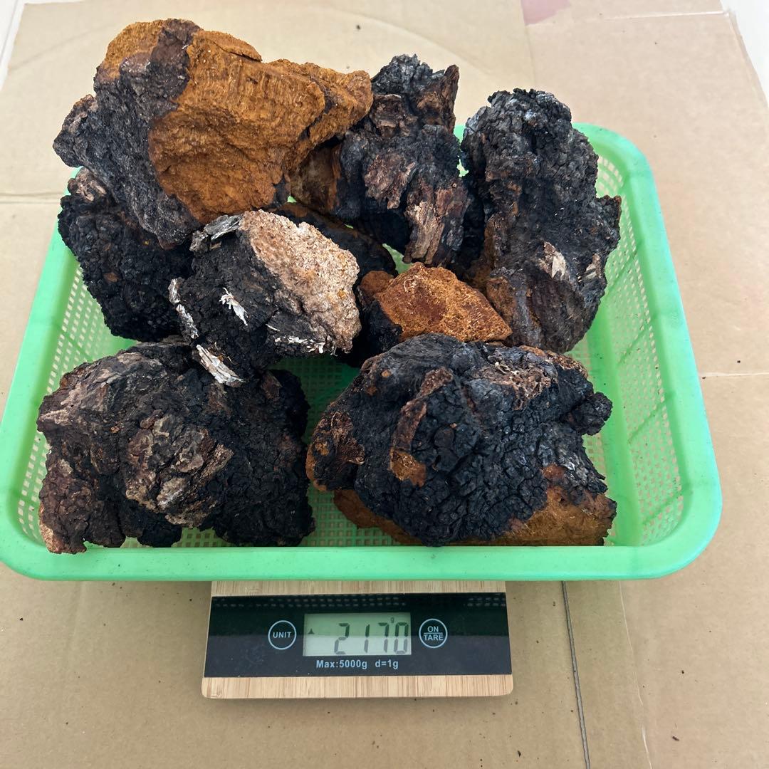 【北海道産】カバノアナタケ2キロ （E）